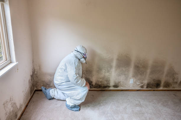 Trusted Chester, MD Mold Remediation Experts